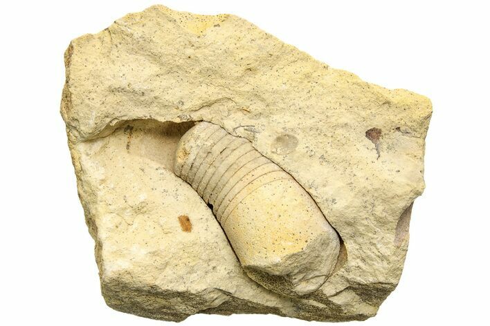 Ordovician Oncoceratid (Beloitoceras) Fossil - Wisconsin #215179